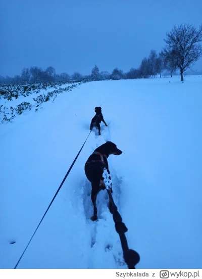 Szybkalada - Zbysie dziś w dużym szoku #psy #zwierzaczki #pokazpsa