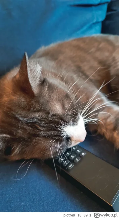 piotrek1889 - #pokazkota #kitku #zwierzaczki

Chciałem obejrzeć serial... Ale chyba n...