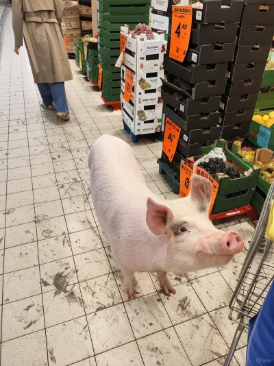 jfrost - @wykopnet: chlewionka, aaach chlewionka