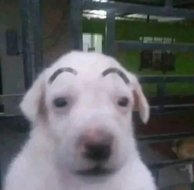 wscieklizna_irl - 34.5 na termometrze olaboga