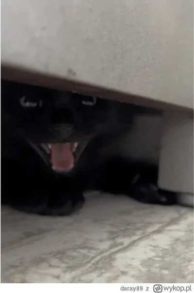 daray89 - #codziennykotopetany #dziwnekotki