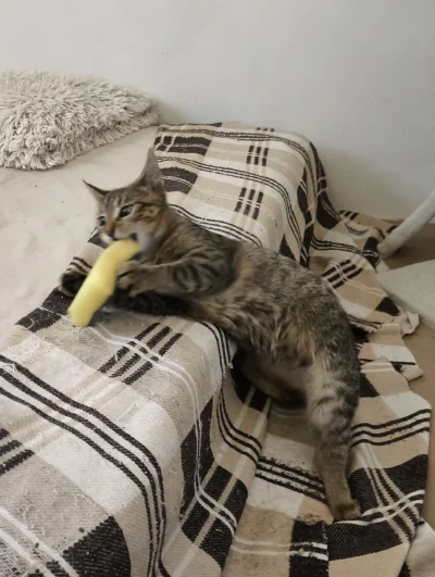 kiedystubylamaleucieklam - Mam kotkę, która nienawidzi gąbek do zmywania. Kradnie je,...