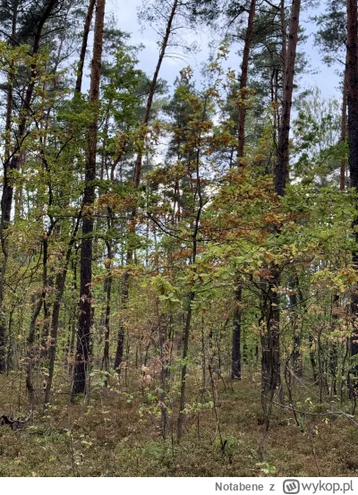 Notabene - Ślady jesieni 

#jesien #polska