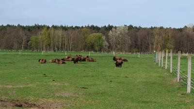 KladzSie - Hodowla bizona #spierdotrip