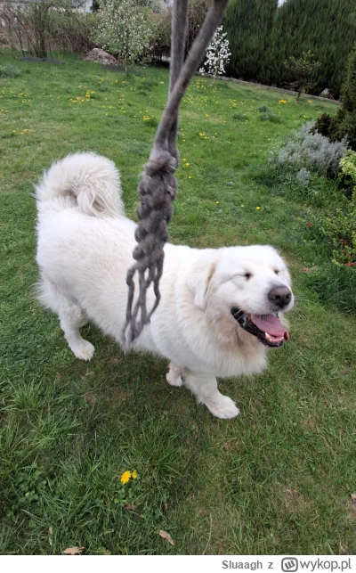 Sluaagh - Opowiedziałam piesu żarcik i skisł

#pieseczkizprzypadku #pies #XD