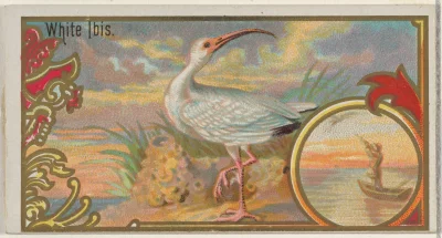 Loskamilos1 - Kolejny ptaszek na liście to ibis biały żyjący w USA, Meksyku i Ameryce...