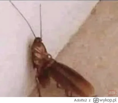 Adolfx2 - Ale ich gwałcą xD #mecz