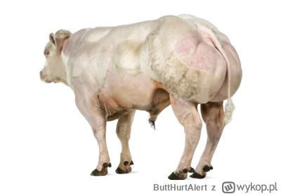ButtHurtAlert - Nigdy nie ogarnę robienia z siebie krowy belgijskiej biało błękitnej