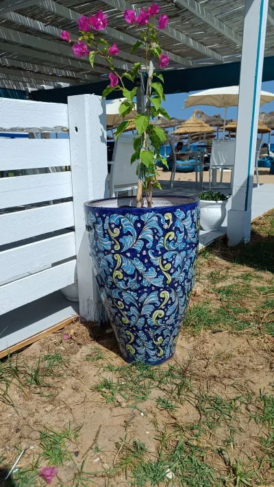 dzieju41 - Może i kwiatki w Afryce mizerne ale donica mi się bardzo podoba.
#kwiaty #...