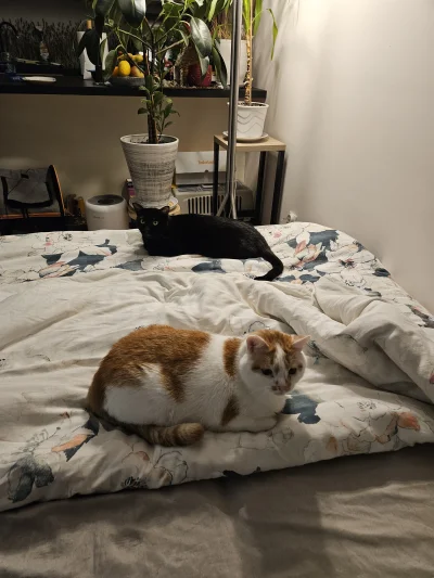 RicoElectrico - Chlebiczki boże wygrzały wczoraj łóżko dla chłopa co go accofil styra...