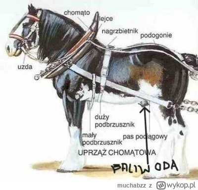 muchabzz - @paliwoda japa tam paliwoda. Zajmij się poprawianiem chomąt