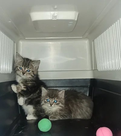 picasssss1 - Kitkaty dosłownie wyciągnięte ze śmietnika ¯\(ツ)/¯

#pokazkota #koty