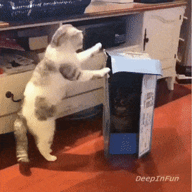 wfyokyga - Czemu koty nie mogą żyć ze sobą w zgodzie? Pytałem się ostatnio i nie dost...