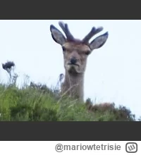 mariowtetrisie - @Mrjohnsmith