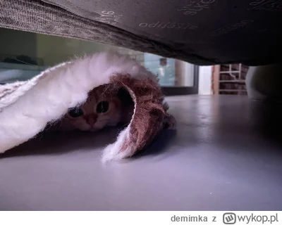 demimka - @Maczuga_Herkulesa18 moja Tori skacze po lustrach, napastuje psa, próbuje g...