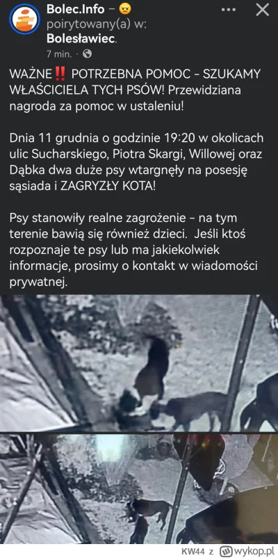 KW44 - #psiarze #boleslawiec