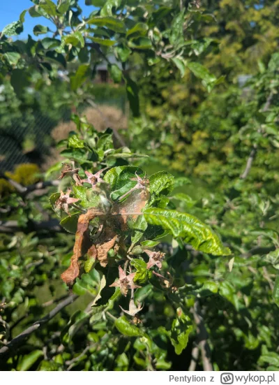 Pentylion - @Pentylion