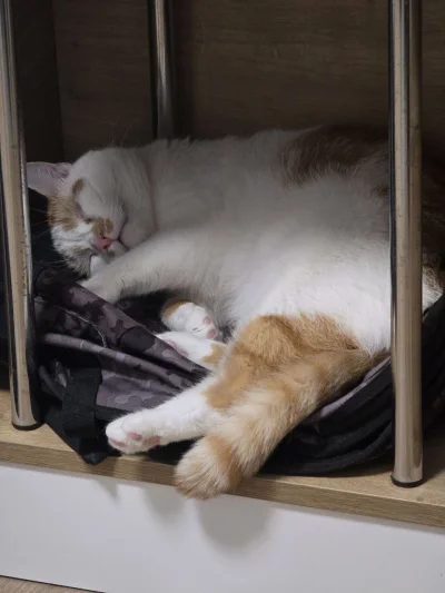 RicoElectrico - Nieważne gdzie, ważne jak.
#pokazkota