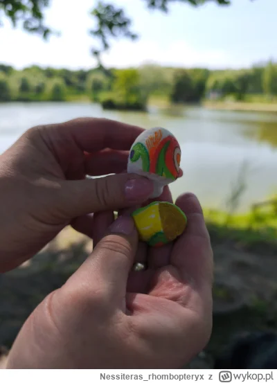 Nessiterasrhombopteryx - @darek-jg: To ja w drodze znalazłem jednego xD. Rozłupany al...