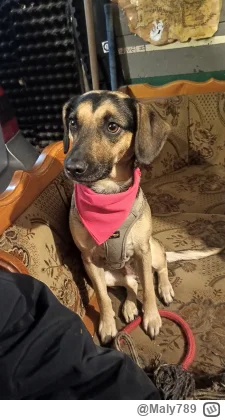 Maly789 - #piesek  #smiesznypiesek #zwierzaczki #modadamska #heheszki