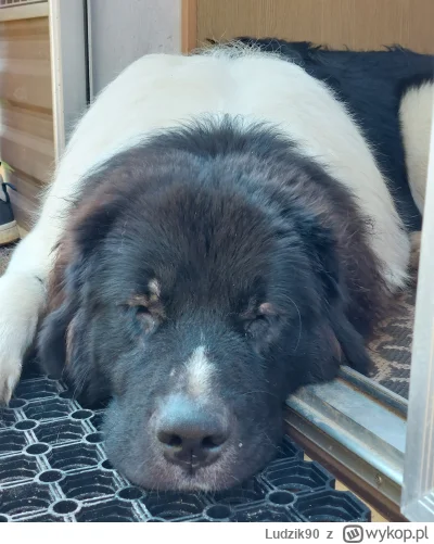 Ludzik90 - Możecie być trochę ciszej, psa mi obudzicie

#pokazpsa