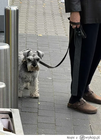 Niqht - widzieliście kiedyś w---------o psa?
#smiesznypiesek #smieszneobrazki #autors...