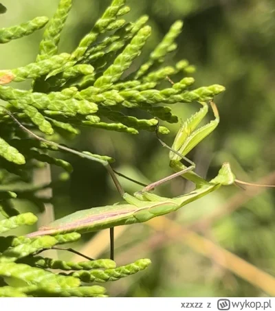 xzxzz - Taki kawaler przy koszeniu #owady