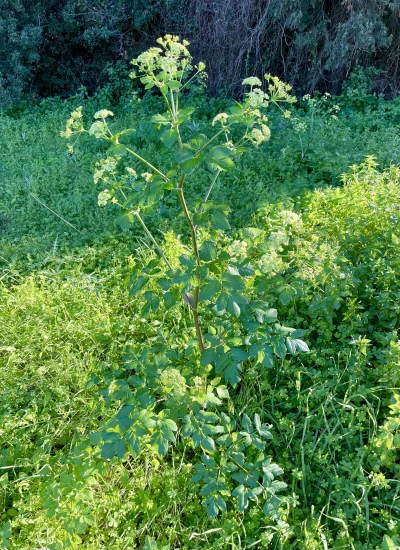 asdfghjkl - Przewłoka warzywna (Smyrnium olusatrum L.). Roślina jadalna z rodziny sel...