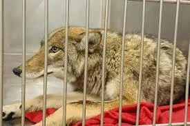 Szczurzewski - #f1 kojot po kolejnym banie znów ogląda świat zza krat #kojoteriada