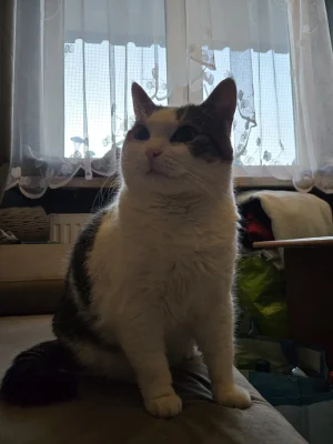 Solsith - @isomalta: to nasz debiut na micro( ͡° ʖ̯ ͡°)