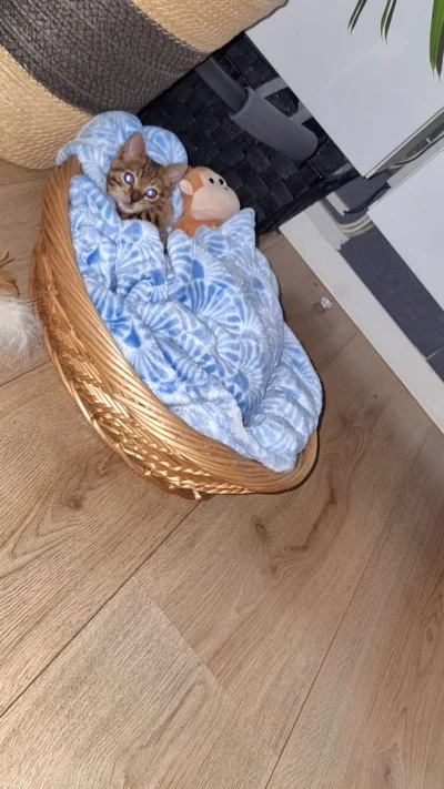 Lujdziarski - @Lujdziarski Od małego śpi w tym koszyczku, jego kocyk od maleńkości. P...