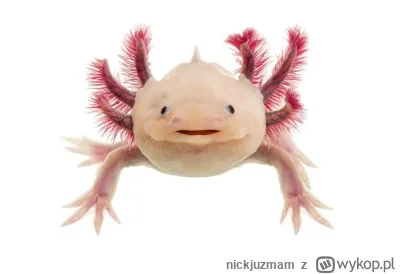 nickjuzmam - https://www.thoughtco.com/axolotl-ambystoma-mexicanum-4162033