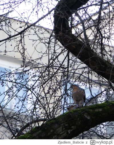 Zjadlem_Babcie - Krogulec w Warszawie zjada sobie wróbla. #warszawa #ptaki #ornitolog...