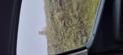 foronetopiconly - @wsciekliznairl: 
Dzisiaj w górach Walii taką ustrzeliłem. Jedna, j...