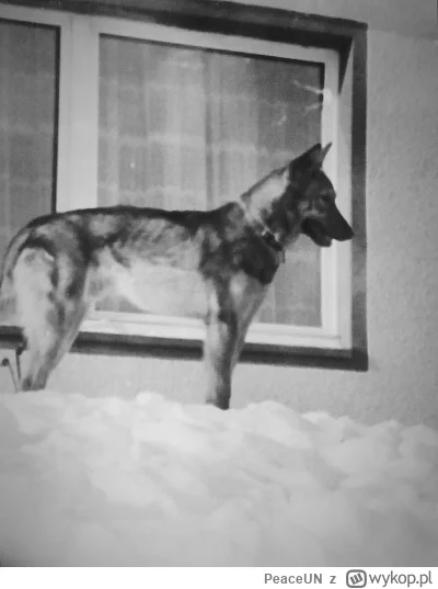 PeaceUN - #psy #wilki #ciekawostka 
Jaki mały kaszojad współdzeliłem podwórko z wilko...