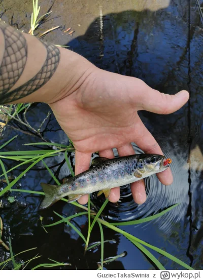GuziecTakaSwinia - @Vegasik69: Wczoraj założyłem w końcu blache i 3 spady w tym jeden...