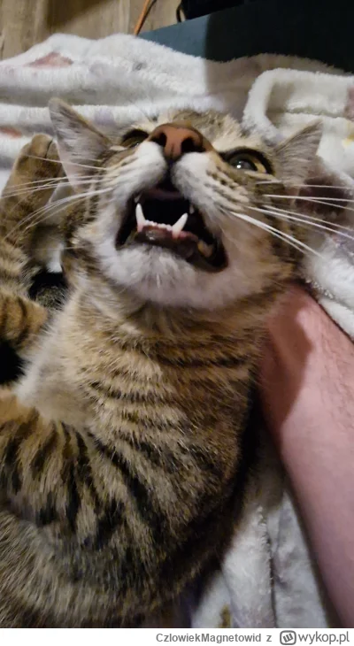CzlowiekMagnetowid - AAA WŚĆIEKŁEŚ SIE
#koty #pokazkota