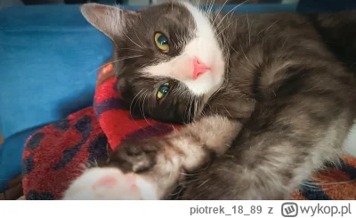 piotrek1889 - #pokazkota #kitku #zwierzaczki dzień dobry (｡◕‿‿◕｡)

Obudzony ale jakim...