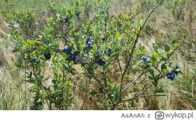 AaAnAh - Opuszczone pole borówki amerykańskiej, o którym chyba wiem tylko ja xd późni...