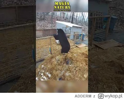 ADDERM - Niedźwiedź kontra wieprzowina