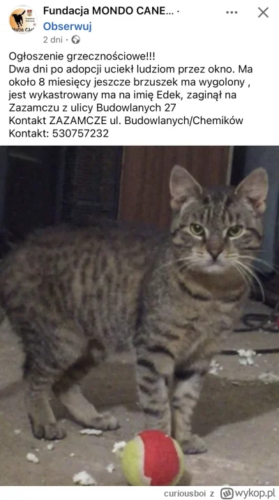 curiousboi - Edek chyba po samej minie nie był zadowolony adopcja #koty #heheszki #ko...