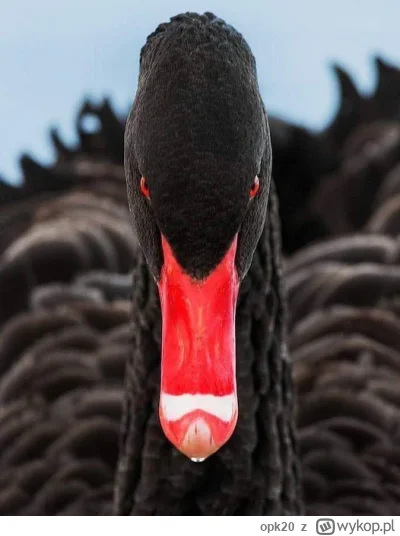 opk20 - Tak jak pisałem 3tygodnie temu o mozliwym ataku Izraela na Liban ~20 lipca, n...