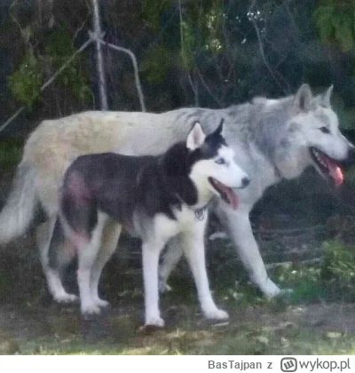 BasTajpan - Porównanie rozmiaru psa rasy husky oraz wilka #ciekawostki #zwierzaczki #...