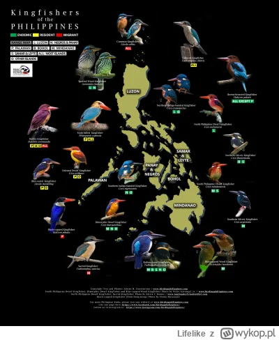 Lifelike - #graphsandmaps #nauka #biologia #ornitologia #ptaki #filipiny #ciekawostki...