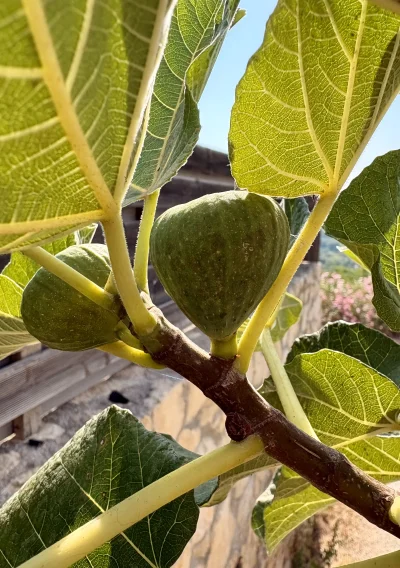 asdfghjkl - Figunie dla jego. Chyba już mają docelowy rozmiar niektóre #legancko #bel...