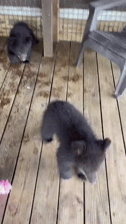 wfyokyga - Misiowe małe bobo ʕ•ᴥ•ʔ