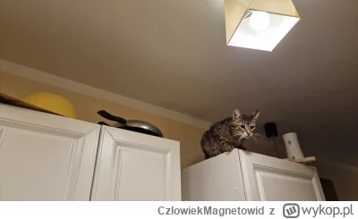 CzlowiekMagnetowid - Tak jestem p----------a a o co chodzi
#koty #pokazkota