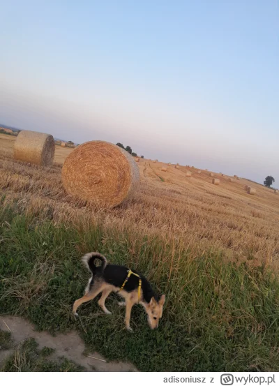 adisoniusz - #pokazpsa #pieskotrip