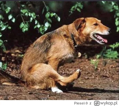 Piesel-9 - @PoteznaDukielka: @urodzajnaziemia: @rosso_corsa