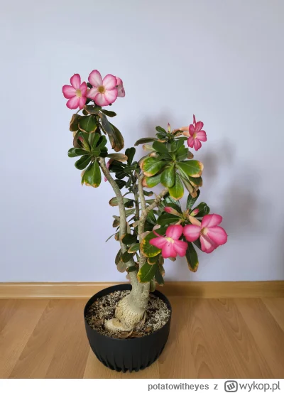 potatowitheyes - #rosliny #ogrodnictwo #pytanie 
Co może dolegać mojemu adenium? Od j...